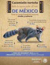 The cacomistle (bassariscus sumichrasti) is a nocturnal, arboreal and omnivorous member of the carnivoran family procyonidae. 11 Ideas De Cacomixtle Animales Adorables Animales Animales Hermosos
