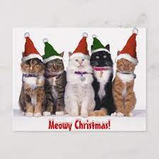 Meowy Christmas Cats Holiday Postcard Zazzle Com Christmas Animals Christmas Cats Cat Holidays