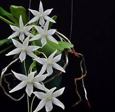 Image result for Aerangis