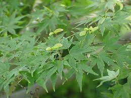 Emerald green arborvitae, thuja green giant, leyland cypress Acer Palmatum Wikipedia