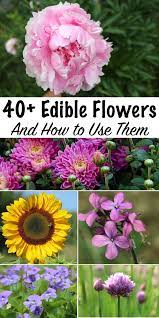 Check spelling or type a new query. 40 Edible Flowers And How To Use Them