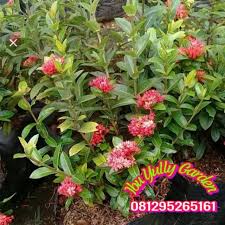 Jenis jenis dan macam macam dan nama bunga. Tanaman Bunga Asoka India Soka India Shopee Indonesia