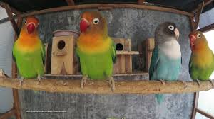 Birds Chirping In The Morning Sound Effect Lovebird Sounds 2 Hour November 20th 2019 Animal Sounds Love Birds Animals