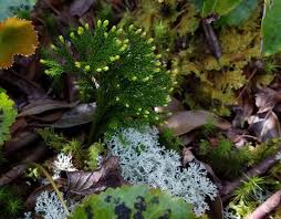 Image result for Lycopodiaceae