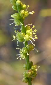 Image result for Lophiocarpus tenuissimus