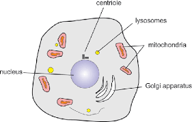 We did not find results for: Cell Interior Showing Centriole Near The Nucleus Download Scientific Diagram