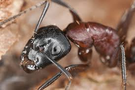 If you suspect the carpenter ants are entering from an outdoor location, try a perimeter treatment with a liquid bait such as termidor sc insecticide. How To Avoid Carpenter Ants This Spring Russell S Pest Control