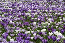 We did not find results for: Purple White Color Crocus Flower Field Stock Photo Picture And Royalty Free Image Image 88218813
