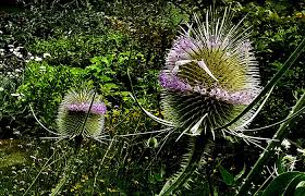 Jetzt Ist Auch Kardenzeit Sagte Die Wilde Karde In Meinem Garten Und Bluhen Konnen Wir Auch Ja Hab Zehn Von Euch Und Ander In 2020 Distel Wilde Karde Garten