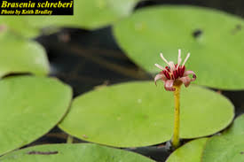 Image result for Brasenia