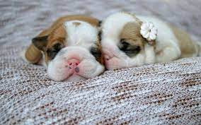 Newborn Bulldog Puppies Http Ift Tt 2p9ayoc Bulldog Puppies Newborn Puppies Newborn Animals