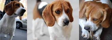 The beagle is loving,sweet and gentle, happy to see everyone, greeting them with a wagging tail and is sociable, brave and intelligent. Beagle Breeders Near Ballard West Virginia