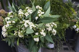 Image result for Euphorbia fulgens