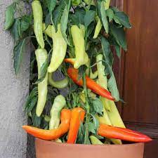 Banana peppers are so named because of their resemblance to actual bananas. Pepper Plantlings Sweet Banana 3 Plants Ferry Morse Home Gardening 202 S Washington St Norton Ma 02766