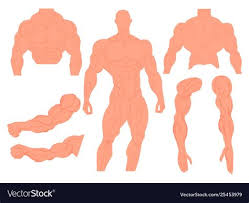 She tests the steaming, bubbling water with the graze of a foot. Full Body Muscular Diagram Pdf 03 Human Anatomy All System Deep Muscles Map 14 X19 Inch The Muscular System Creates Body Heat And Also Moves The Sigerunoima