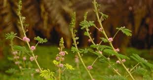 Image result for Mimosa diplotricha