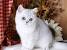 Silver Exotic Shorthair