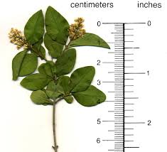 Image result for ligustrum ovalifolium