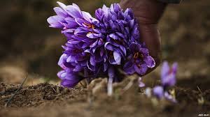 In Pictures Kashmiri Saffron Saffron Flower Saffron Crocus Flower