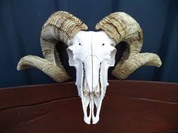 Merino Ram Skull Sheep Horns Head Antlers Taxidermy Hunting Deer Goat Animal Art Ossos De Animais Chifres Animais