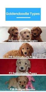 Mini goldendoodles and double doodles available! Goldendoodle Puppy A Hybrid Dog Worthy Of The White House Lancaster Puppies