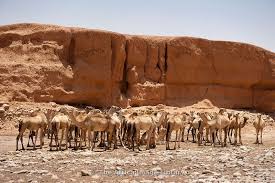 Tulisan lucu merupakan situs yang menyediakan konten lucu, yang berisi kumpulan humor lucu, foto lucu, iklan lucu, cerita anak lucu, vidio lucu, dan humor lucu. Photos And Pictures Of Camels In The Desert In Sanaag Region Somaliland Somalia The Africa Image Library Somalia Africa East Africa