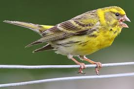 Nabu Vogelstimmenquiz Girlitz Tiere Vogel Im Garten
