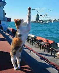 turkiye istanbul cute cats dog cat cats