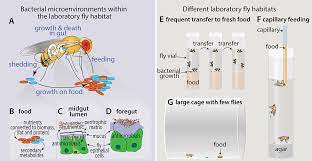 Division of unemployment insurance provides services and benefits to. Drosophila As A Model For The Gut Microbiome