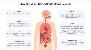 How To Stimulate The Vagus Nerve For Mind Body Health Be Brain Fit