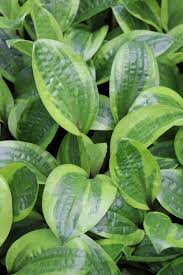 Лавандоый открытый корень возраст 2 года. Green Hill Farm Great New Hostas Wholesale And Retail