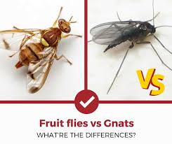 fruit flies vs. gnats (simple guide