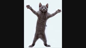 Check out the huge range of cat collars online. Dancing Cat Meme Gif 1280x720 Wallpaper Teahub Io