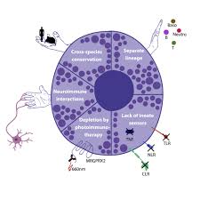 Image result for Mast Cell