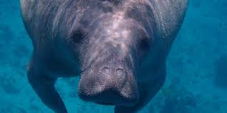 Facts about manatees, west indian manatee, amazonian manatee, west african manatee. Manatees A Symbol And A Reminder The Ocean Foundation