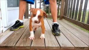 Pit bull puppies for sale! Xxl Red Nose Pitbull Puppy For Sale Raising Cain Kennels Texas Youtube