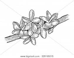 The best selection of royalty free hand drawing plumeria flower vector art, graphics and stock illustrations. Plumeria Flower Vector Photo Free Trial Bigstock