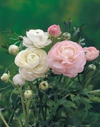 Pin On Ranunculus