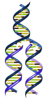 Dna Replication Flashcards Quizlet Dna Replication Dna Facts Dna And Genes