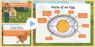 The desert, deserts of the world. Eggs To Your Plate 3 6 Powerpoint Teacher Made