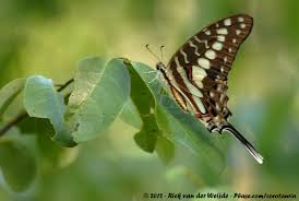 Image result for Cleistochlamys