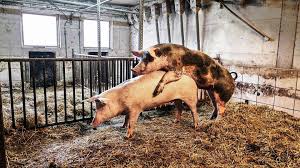 Lasst die Sau raus! Wie wir uns Fleisch von glücklichen Schweinen leisten  können | STERN.de