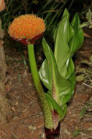 Image result for Scadoxus puniceus