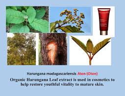 Image result for Harungana