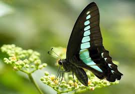 Image result for Sarcophrynium