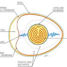 Check spelling or type a new query. Longitudinal Section To Depict The Interior Contents Of A Chicken Egg Download Scientific Diagram