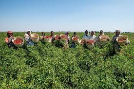 Di farm in the city, pengalaman menyentuh dan memegang haiwan boleh menjadi menyeronokkan kerana mereka boleh dikatakan ramah dgn manusia. On A Tardy Trail State Of Organic Farming In India