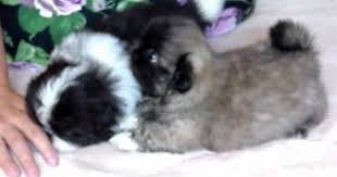 Black And White Pekingese Puppies For Sale Pin By Kim Nobile On Pekingese Video S Pekingese Puppies Pekingese Pekingese Puppies For Sale