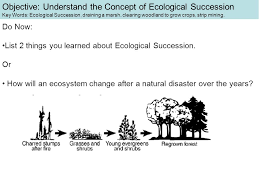 During this process life reestablished itself after a disturbance. Do Now List 2 Things You Learned About Ecological Succession Or How Will An Ecosystem Change After A Natural Disaster Over The Years Objective Understand Ppt Download