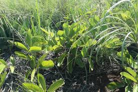 Image result for Lannea edulis